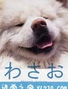 秋田犬蓬夫