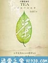 茶，一片樹葉的故事