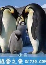 帝企鵝寶寶的生命輪回之旅