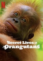 2024年英國紀錄片《紅毛猩猩的秘密生活》BD中英雙字