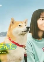 2025年日本電視劇《今日份的散步》全8集