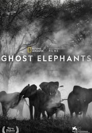 2025年美国纪录片《追寻幽灵大象》HD英语中字