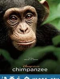 黑猩猩 Chimpanzee (2012)