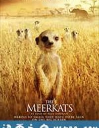 蒙哥 The Meerkats (2008)