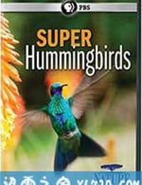 超级蜂鸟 Super Hummingbirds (2016)