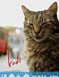 伊斯坦布尔的猫 Kedi (2016)