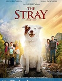 流浪狗 The Stray (2017)