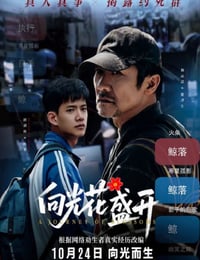 2025年国产剧情《向光花盛开》HD国语中字