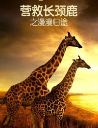 2022年美国纪录片《营救长颈鹿之漫漫归途》HD英语中字