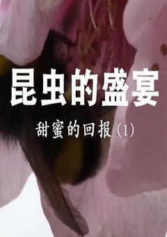 2020年国产大陆纪录片《昆虫的盛宴》全8集