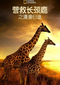 2022年美国纪录片《营救长颈鹿之漫漫归途》HD英语中字