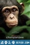 黑猩猩 Chimpanzee (2012)