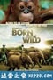 天生狂野 Born to Be Wild (2011)