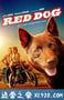 红犬历险记 Red Dog (2011)