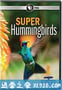 超级蜂鸟 Super Hummingbirds (2016)