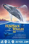 座头鲸 Humpback Whales (2015)