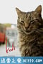 伊斯坦布尔的猫 Kedi (2016)