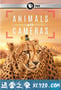 假如动物会摄影 Animals with Cameras (2018)