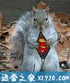 超级松鼠 Natural World: The Super Squirrels (2018)