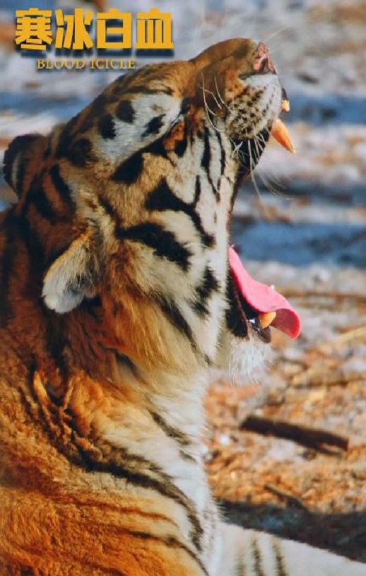 2025年国产悬疑片《寒冰白血》HD国语中字